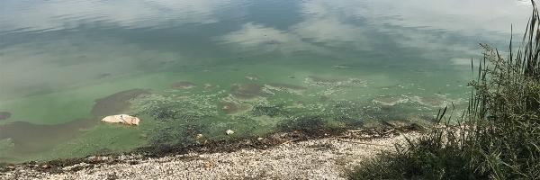 Cyanobacteria bloom. Photo by Natalie Flores Cyanobacteria bloom along lake shore